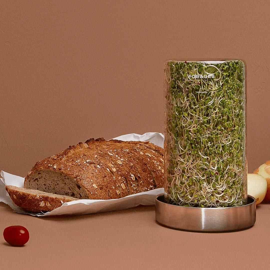 Sprout sandwich from sprout growing kit