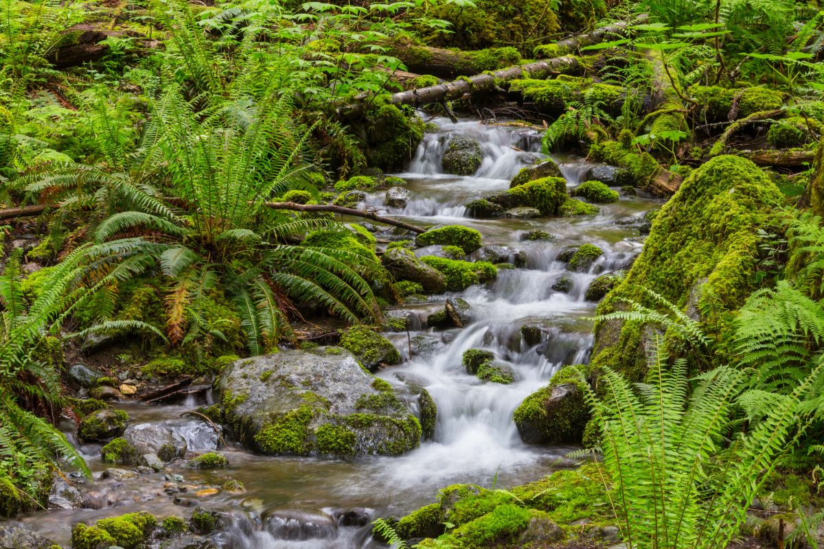 Creek in the forest 2023 11 27 05 35 52 utc