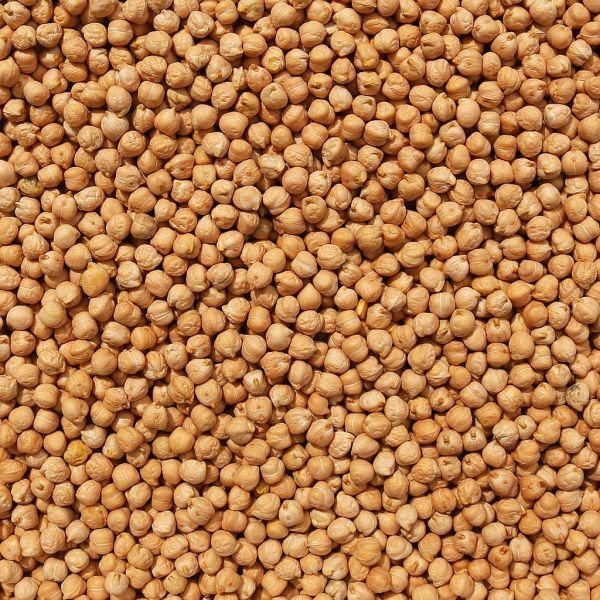 Organic garbanzo beans chick peas 1