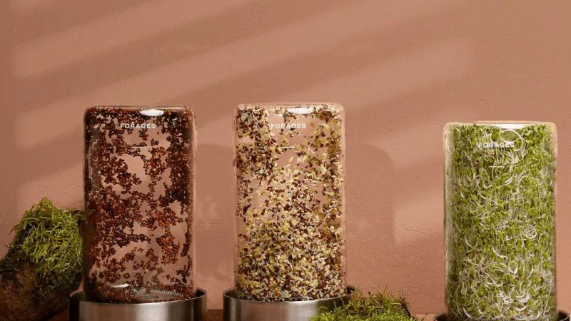 Your countertop is now your garden with Forages’ Sprout Jar Kit